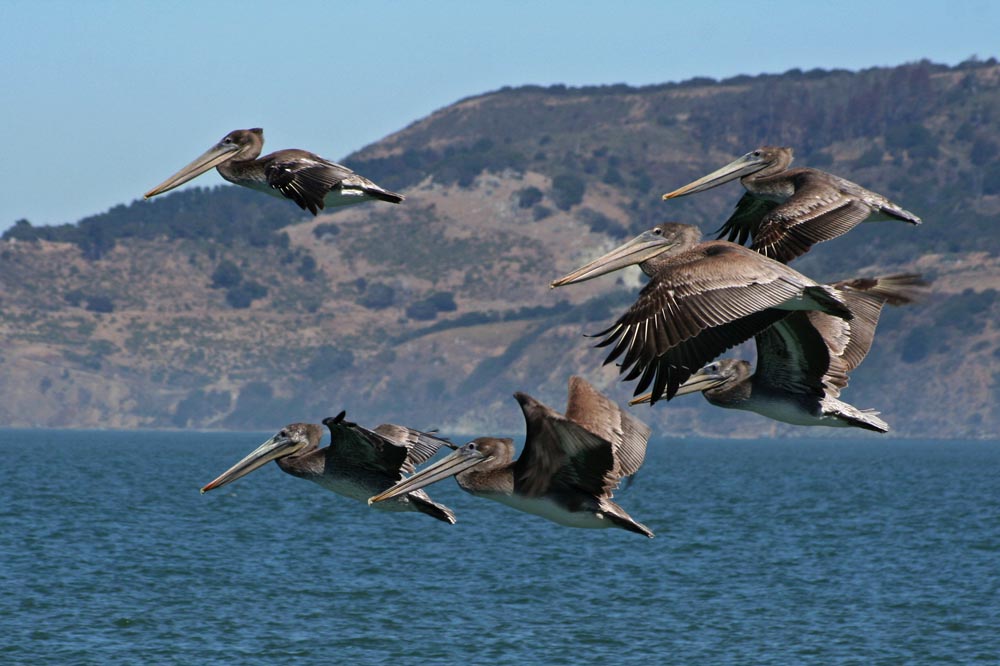 Pelikane in San Francisco