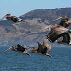Pelikane in San Francisco