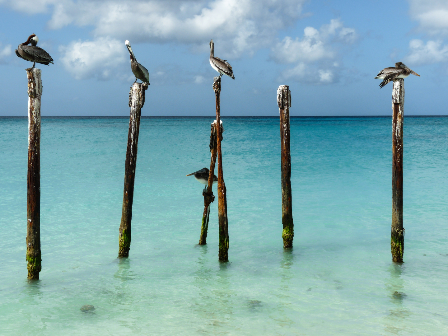 Pelikane - Karibik - Aruba - ABC-Inseln