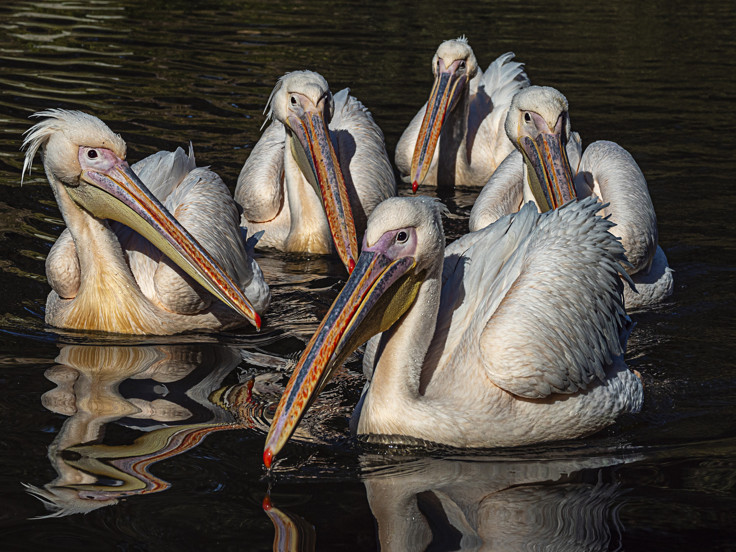 Pelikane. Kuzerweiher im Luisenpark Mannheim.