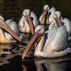 Pelikane. Kuzerweiher im Luisenpark Mannheim.