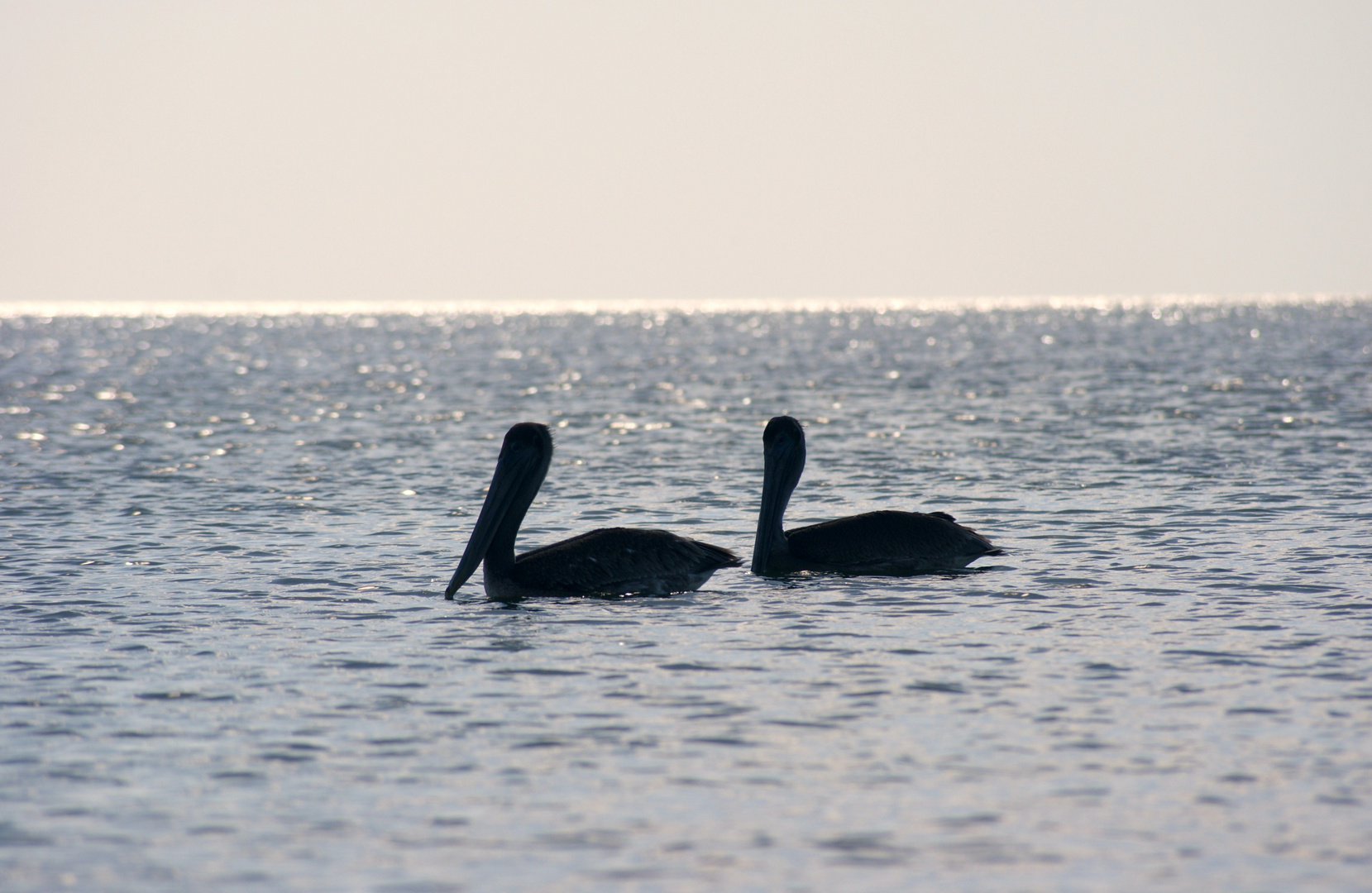 Pelikane Lover´s Key, Florida