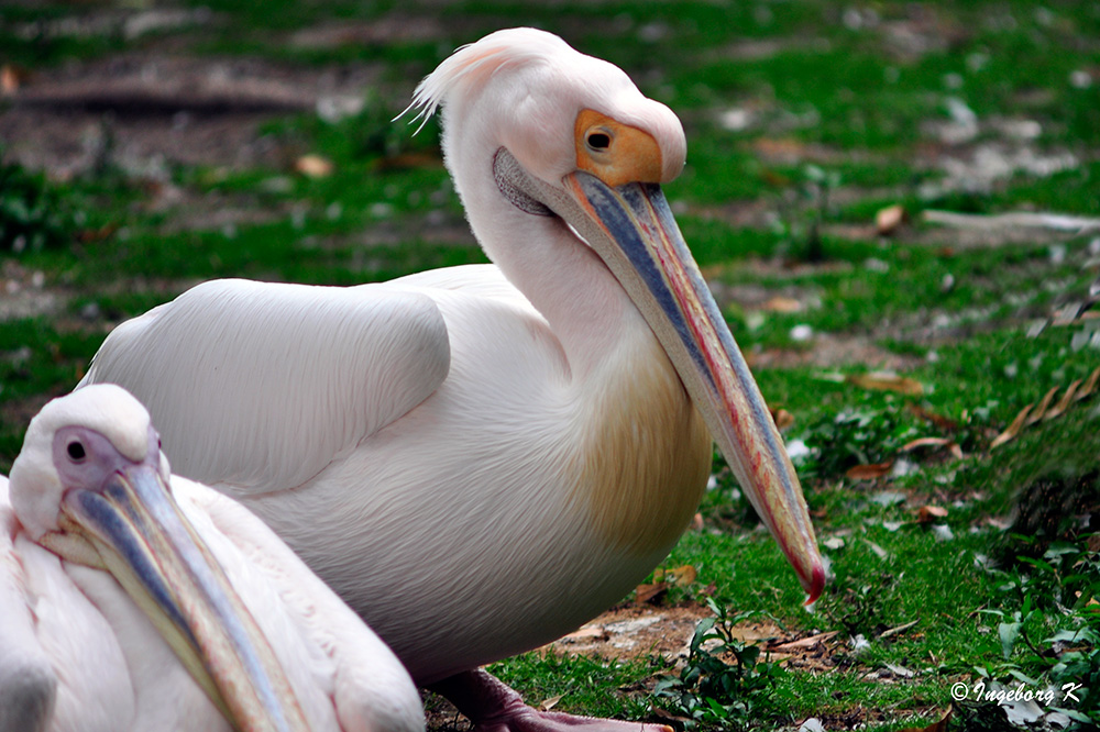 Pelikane mit farbenprächtigem Schnabel - Zoo Krefeld