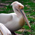 Pelikane mit farbenprächtigem Schnabel - Zoo Krefeld
