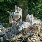 Pelikane - nach dem Bad im Teich 