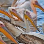 Pelikane  ( Pelecanus onocrotalus )