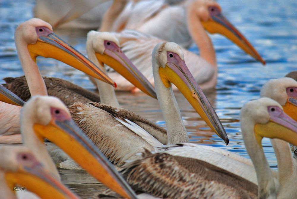 Pelikane  ( Pelecanus onocrotalus )