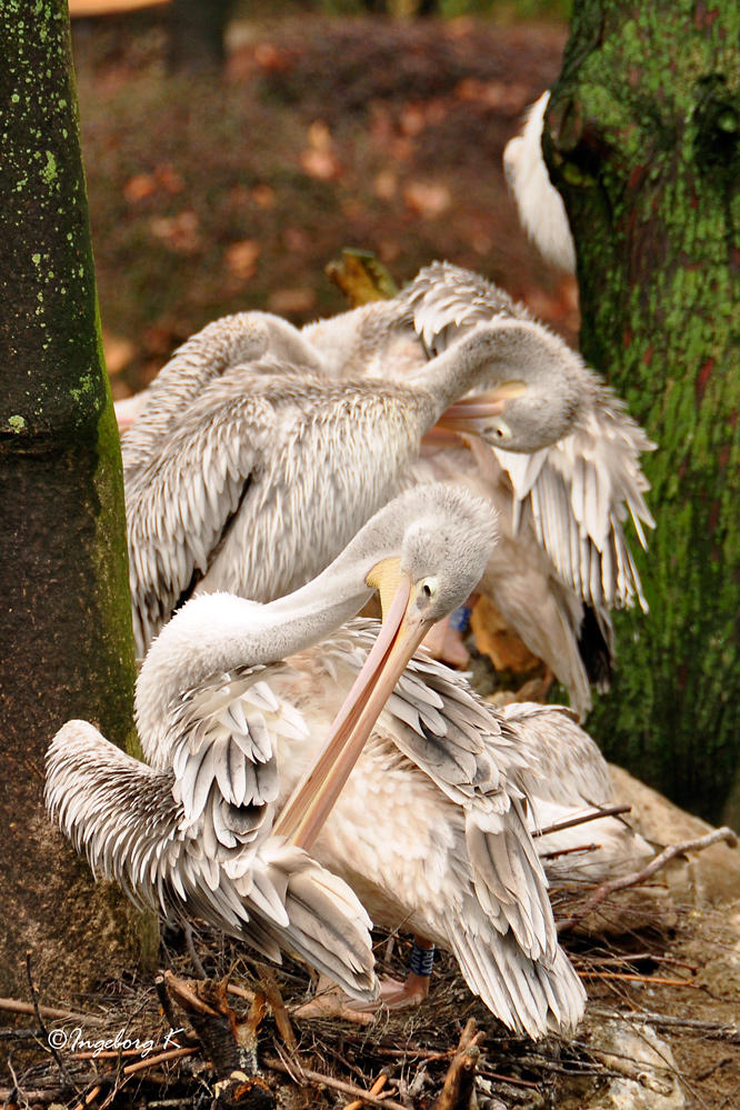 Pelikane - putzen ihr Gefieder - es ist Frühling