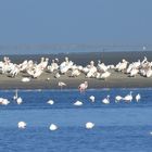 Pelikane ruhen auf einem Sandstreifen der Walvisbay. 