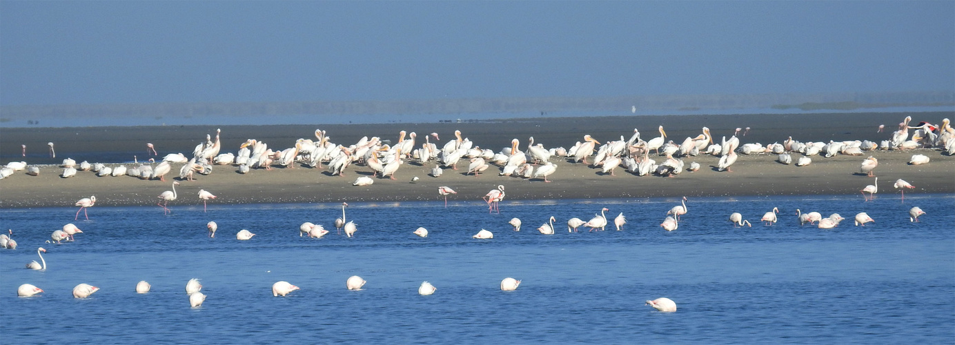 Pelikane ruhen auf einem Sandstreifen der Walvisbay. 