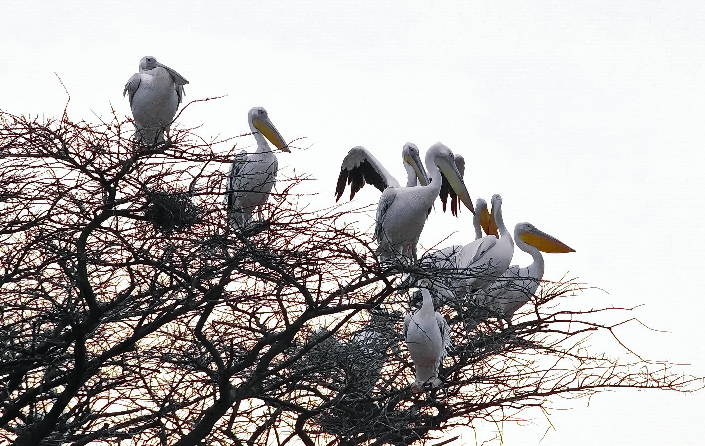 Pelikane - Seltene Besucher in Shaba