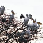 Pelikane - Seltene Besucher in Shaba