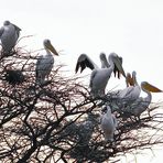 Pelikane - Seltene Besucher in Shaba