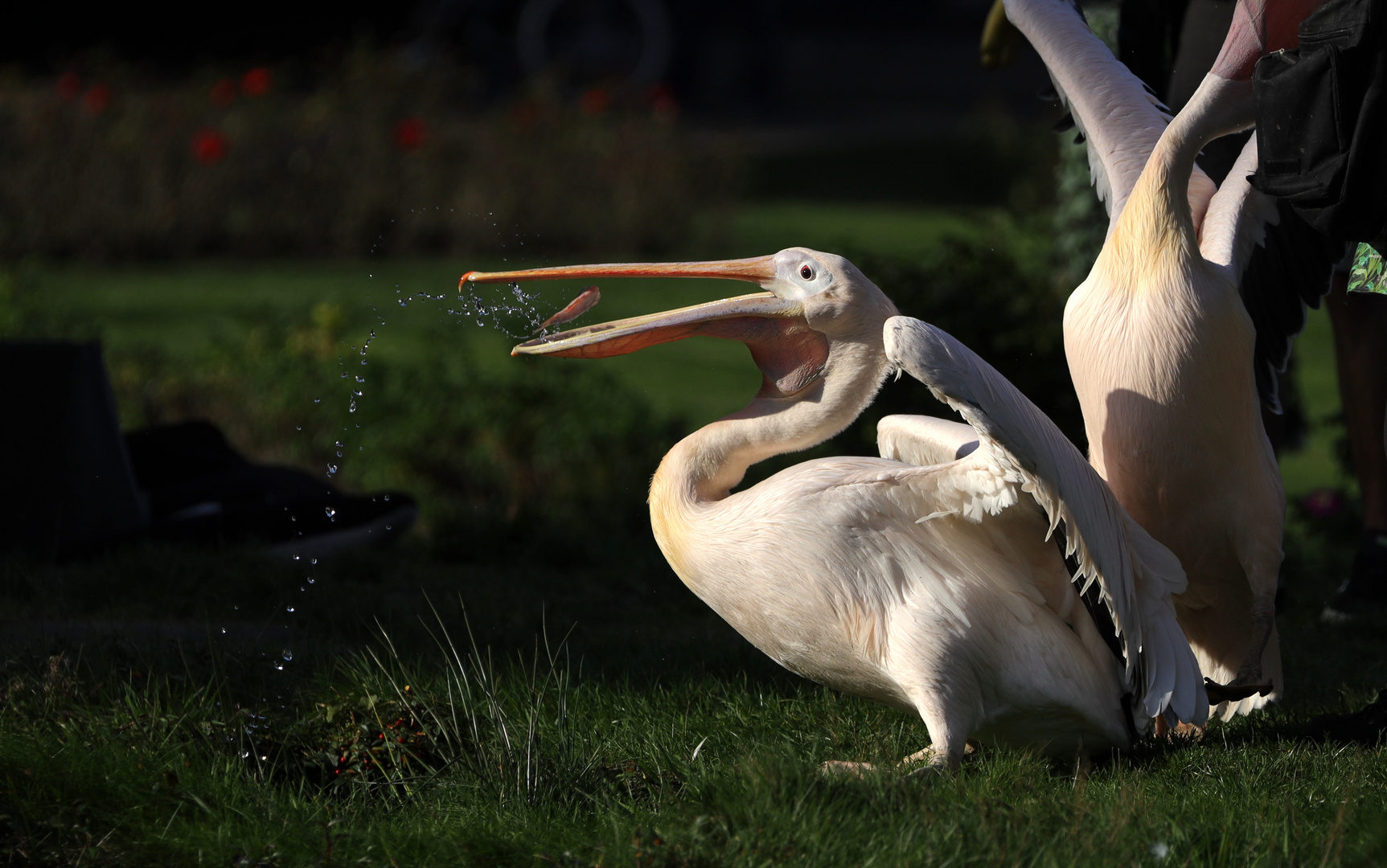 Pelikane sind die Foto Bild tiere zoo wildpark Pelikane sind die Foto Bild tiere zoo wildpark