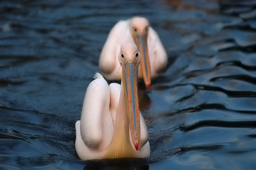 Pelikane Tiergarten Straubing