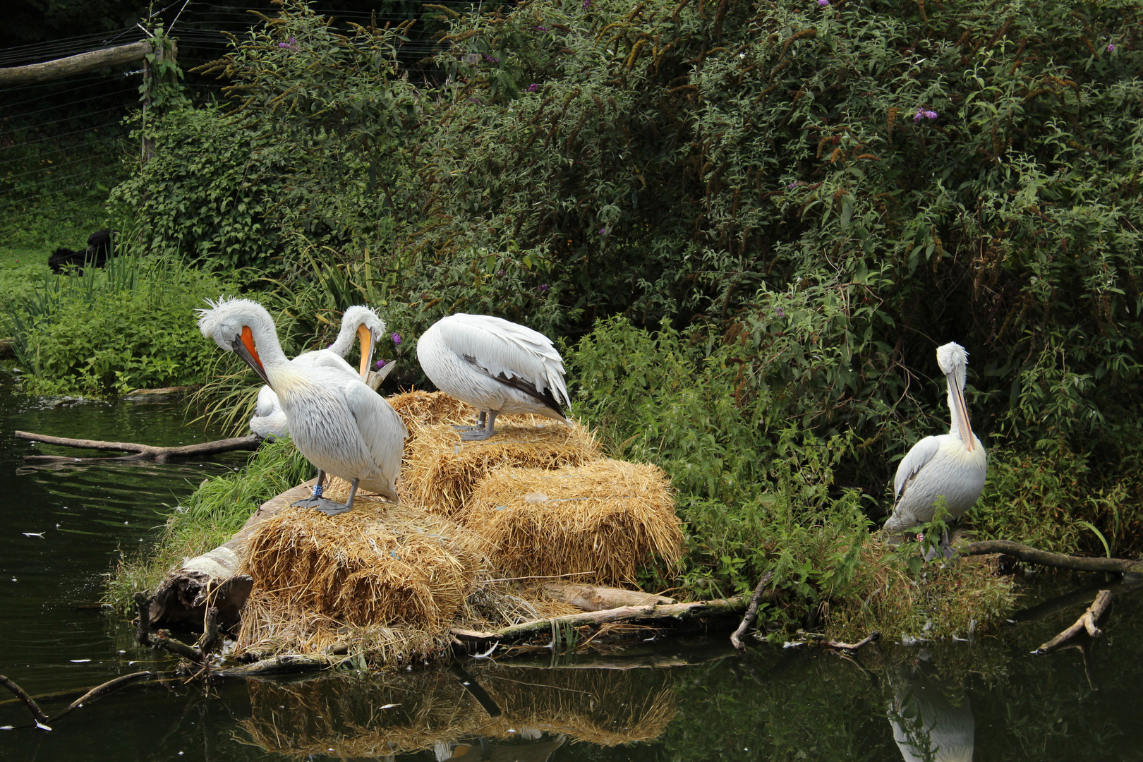 Pelikane Tierpark Herberstein