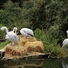 Pelikane Tierpark Herberstein