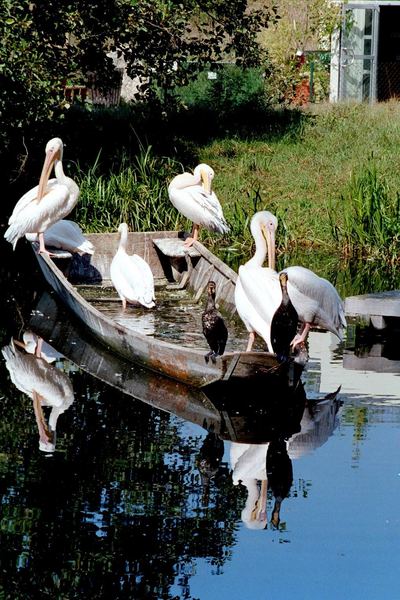 Pelikane u. Kormorane beim Sonnenbaden