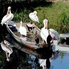 Pelikane u. Kormorane beim Sonnenbaden