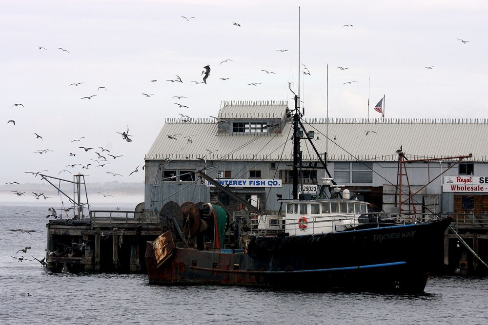 Pelikane über Monterey Fish CO., California, USA