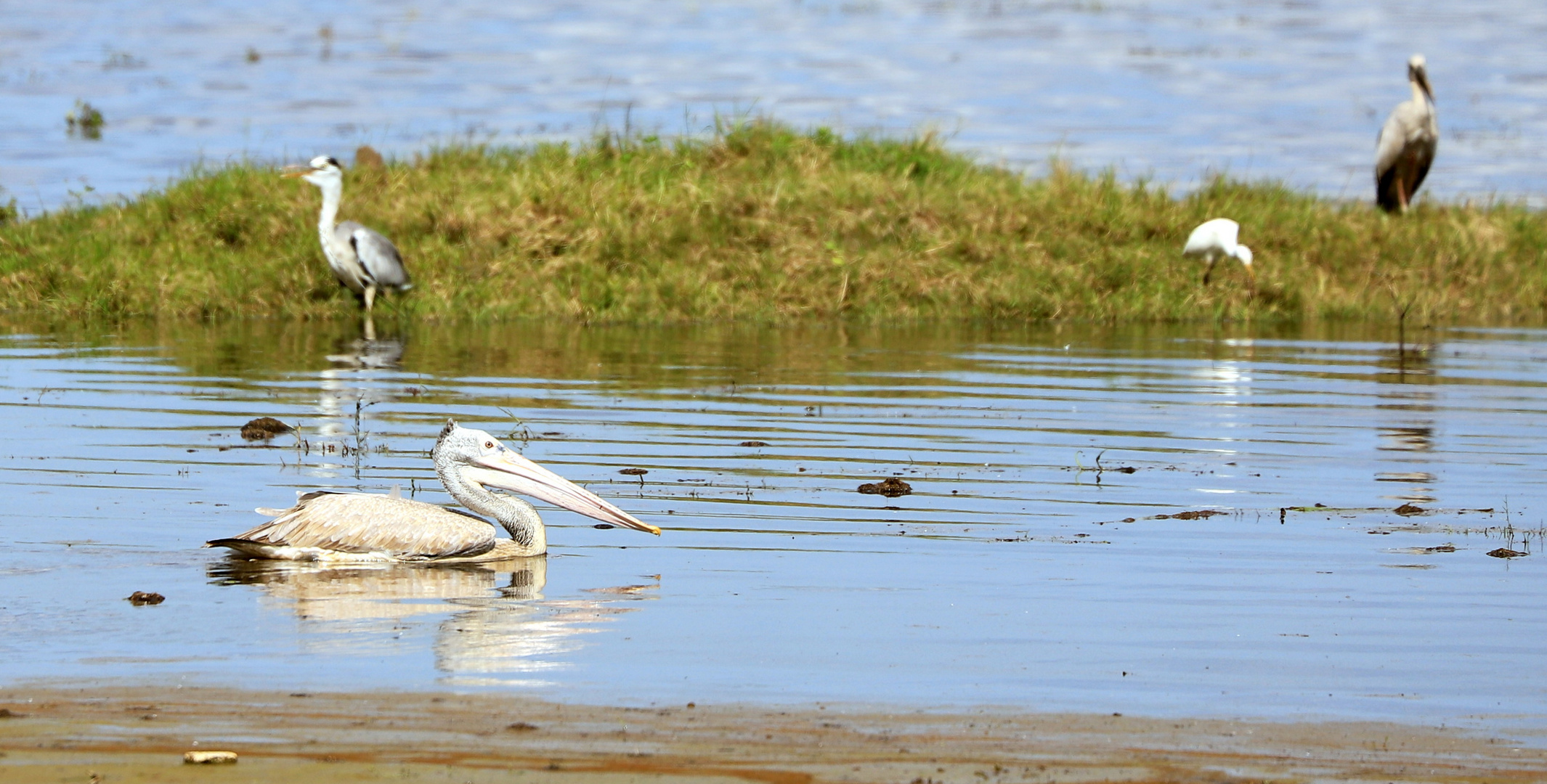 Pelikane und andere Vögel