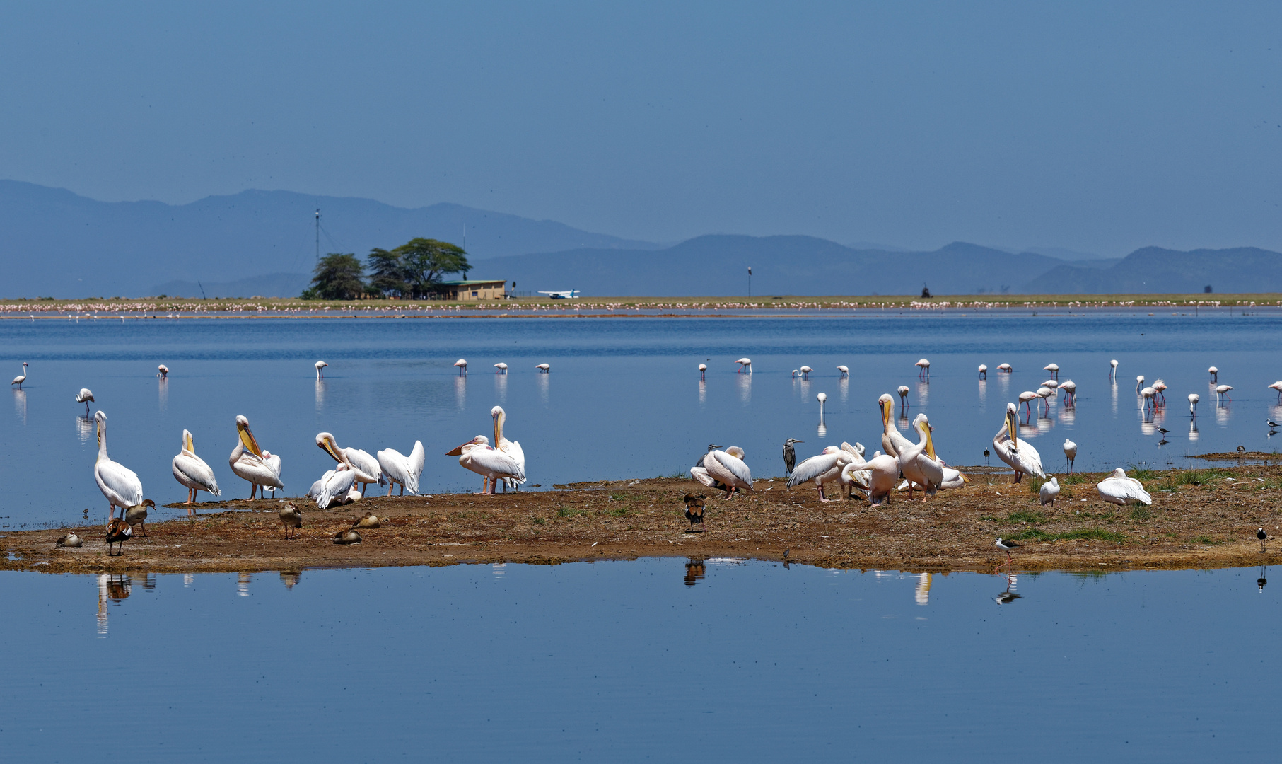 Pelikane und Flamingos