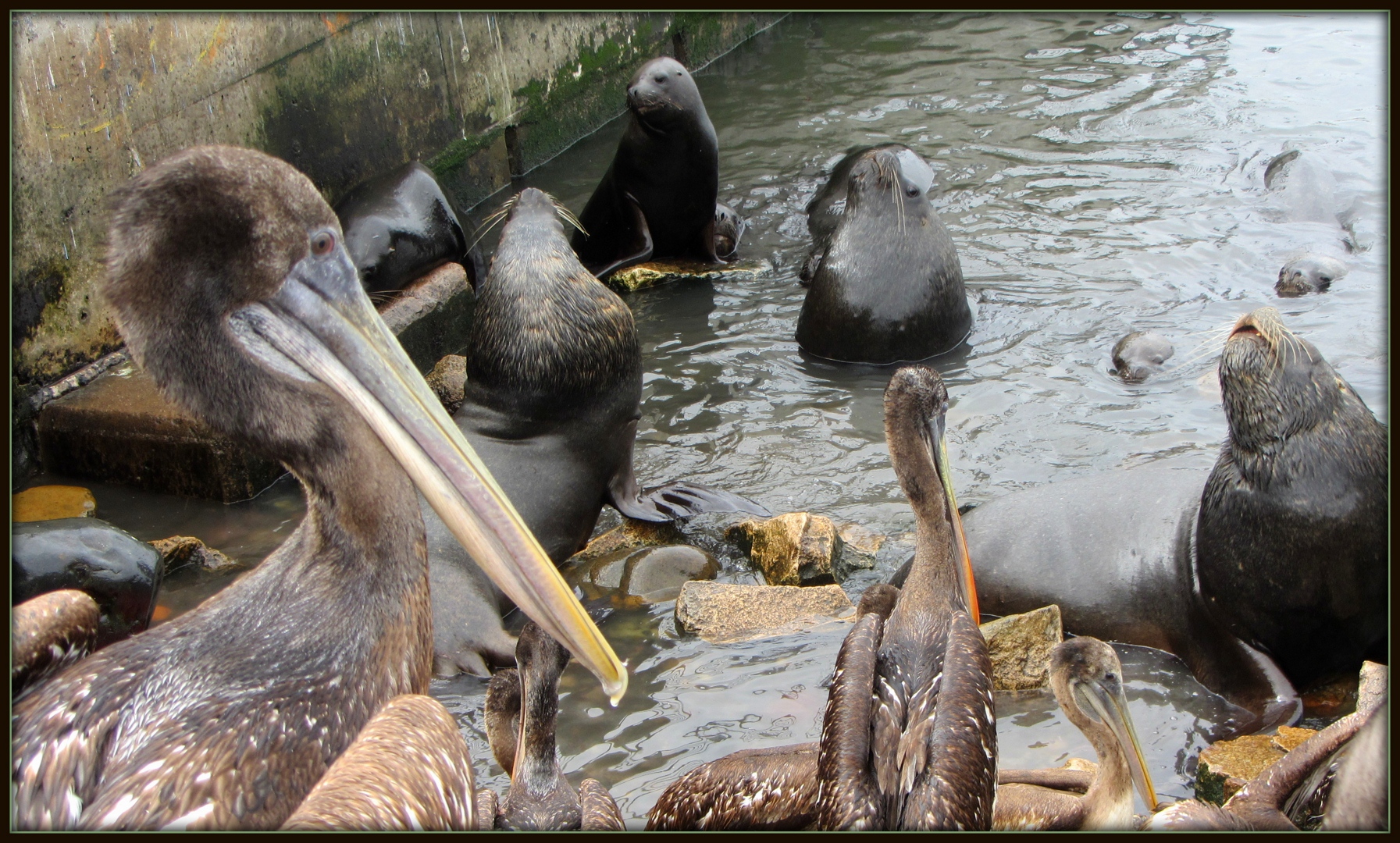 Pelikane und Seelöwen auf Futter wartend.