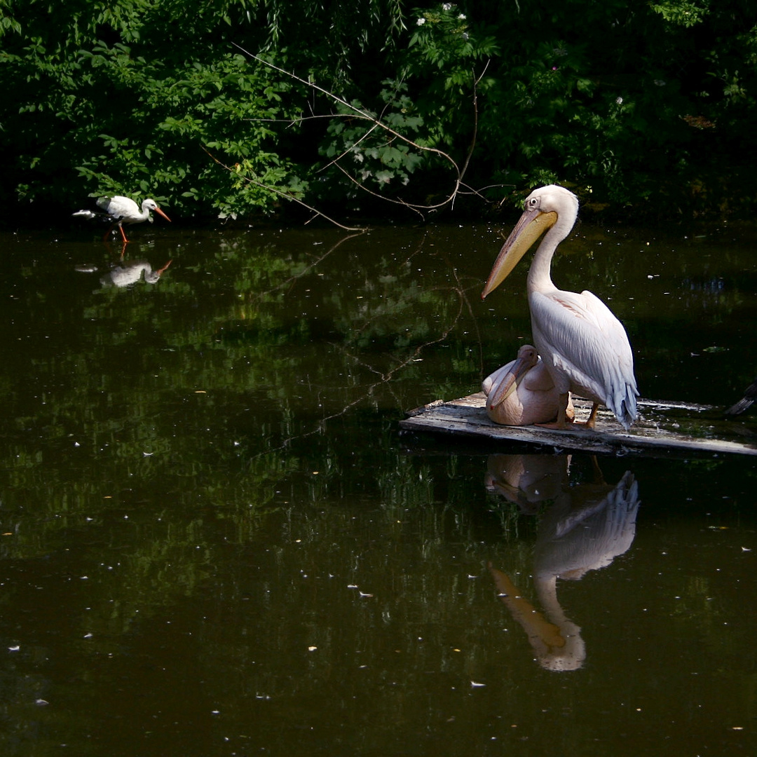 Pelikane und Storch