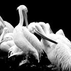 Pelikane unter sich