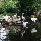 Pelikane versammeln sich