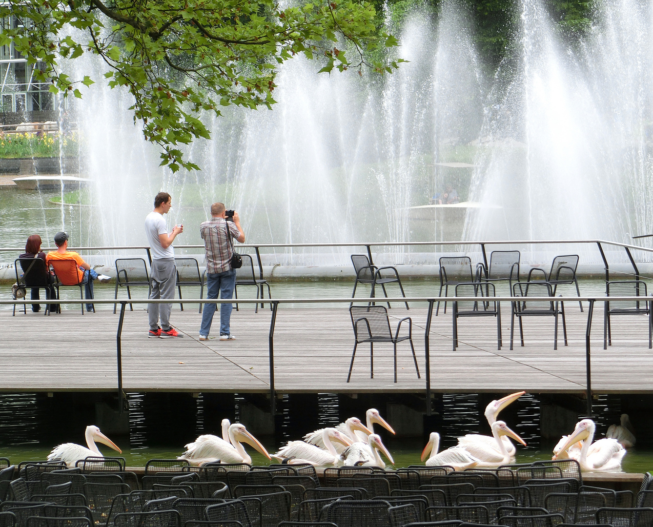 Pelikane vor Seebühne