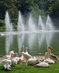 Pelikane vor Springbrunnen