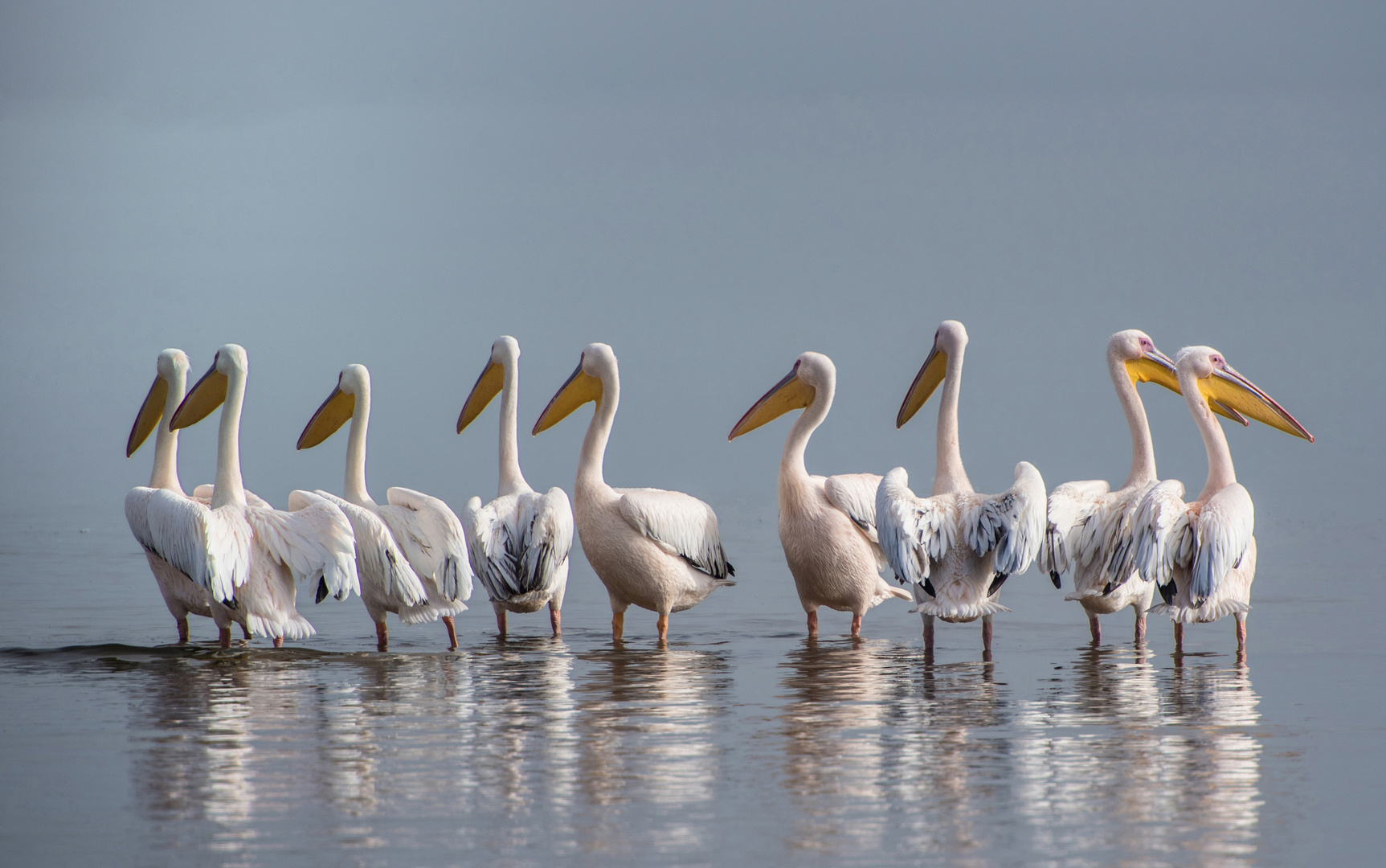 Pelikane Walvis Bay