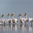 Pelikane Walvis Bay