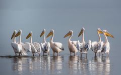 Pelikane Walvis Bay