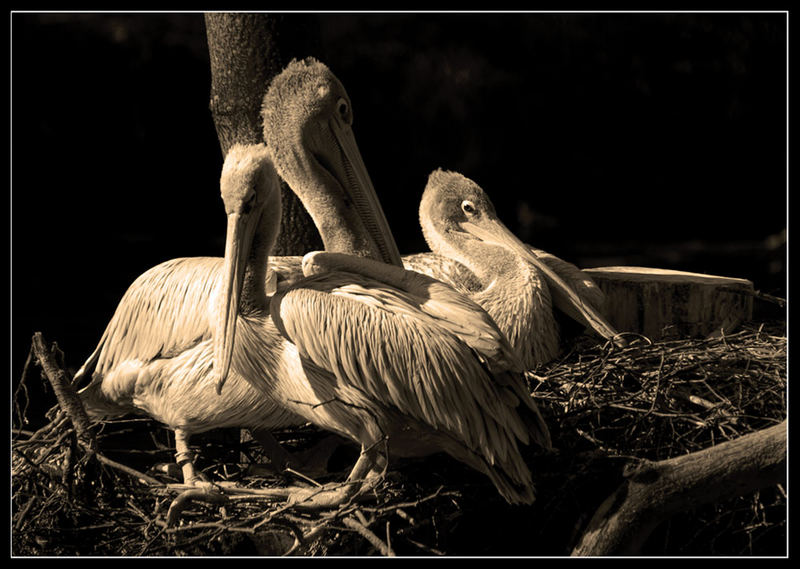 Pelikane- Zoo Duisburg