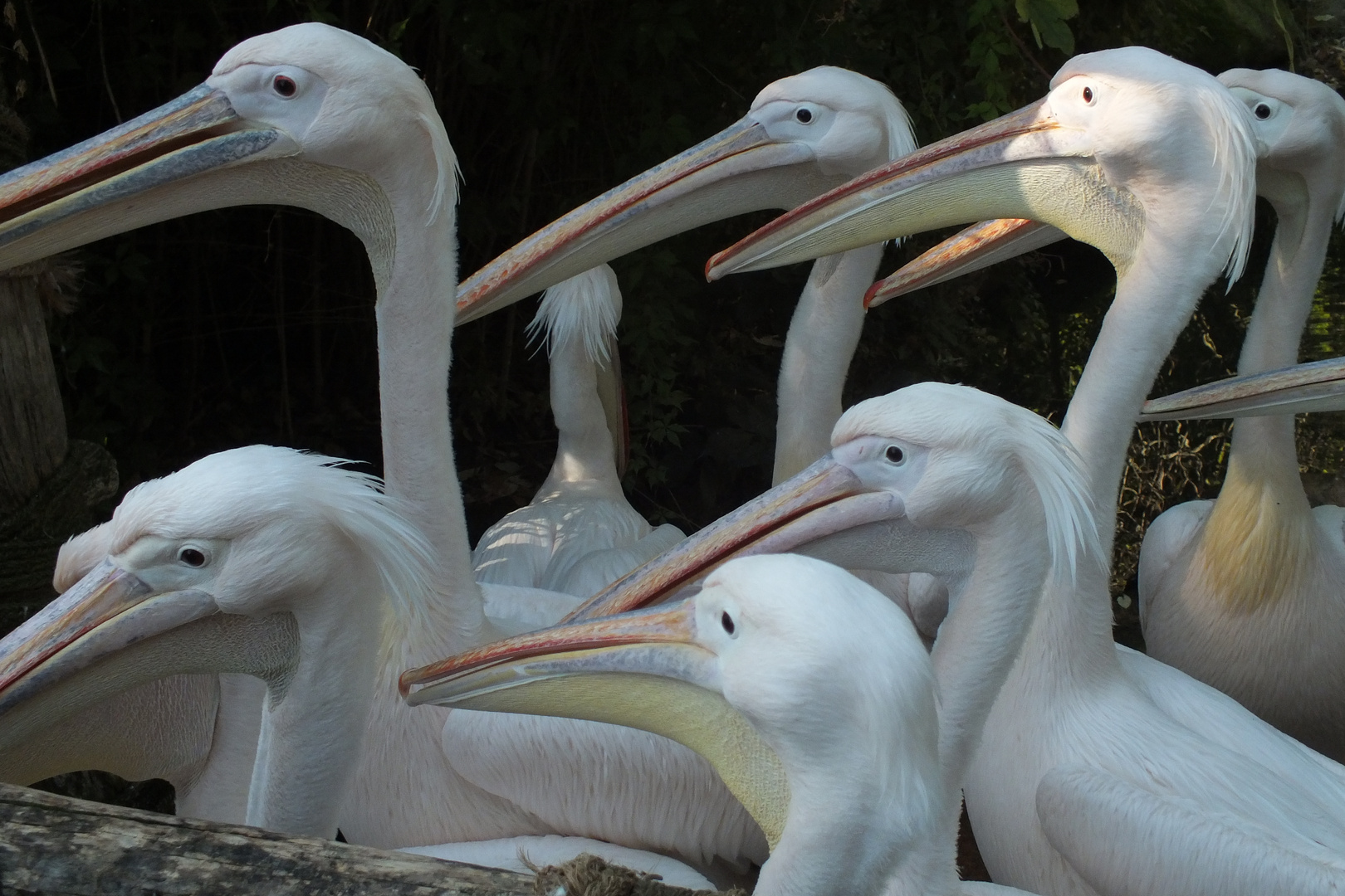 Pelikane, Zoo Hannover