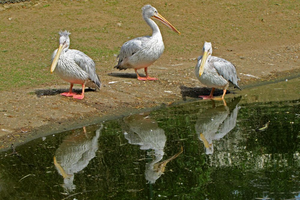 Pelikane (Zoo Neuwied)