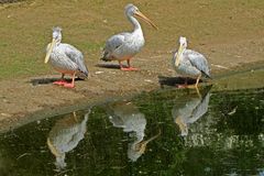 Pelikane (Zoo Neuwied)