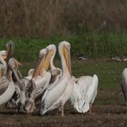 Pelikane_im_Hula_Valley