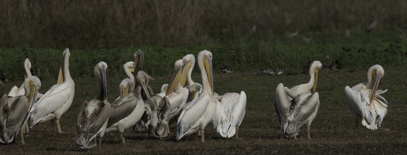 Pelikane_im_Hula_Valley