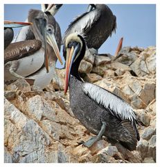 Pelikanfamilie auf den Ballestasinseln im Pazifik vor Peru