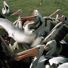 Pelikanfütterung auf Kangaroo-Island (Südaustralien)