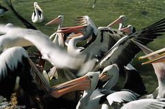 Pelikanfütterung auf Kangaroo-Island (Südaustralien)