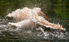 Pelikanische Wasserspiele