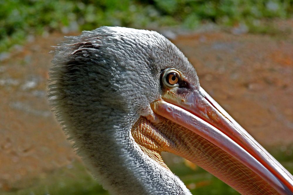 Pelikankopf (Neuwieder Zoo)