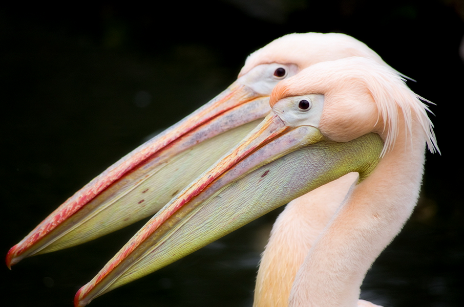 Pelikanpaar