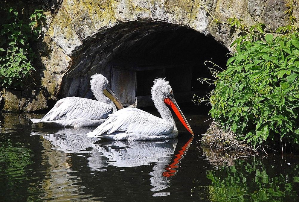 Pelikanpaar von Monika Lütgehaus 