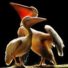 Pelikanpaar