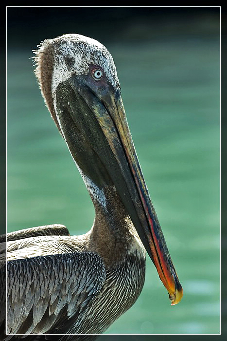 Pelikanportrait (Galapagos)